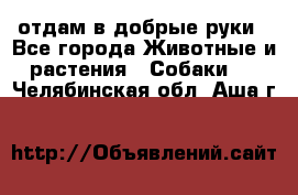 отдам в добрые руки - Все города Животные и растения » Собаки   . Челябинская обл.,Аша г.